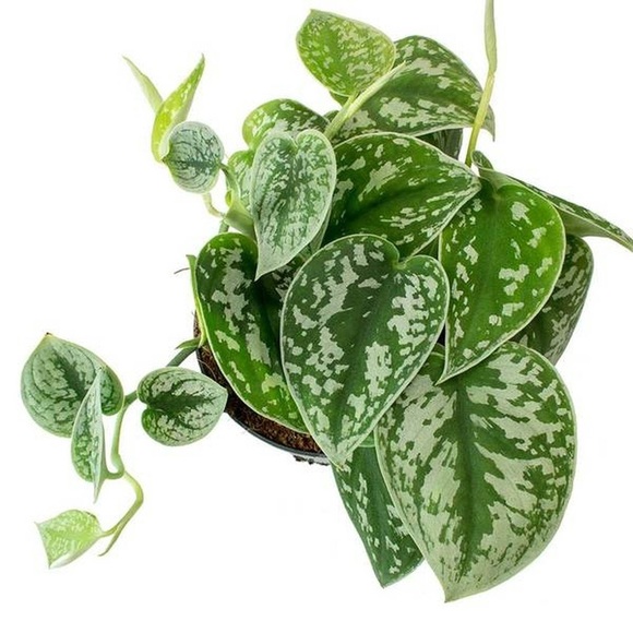 LIVE Silver Satin Pothos Plant - Picture 2 of 8